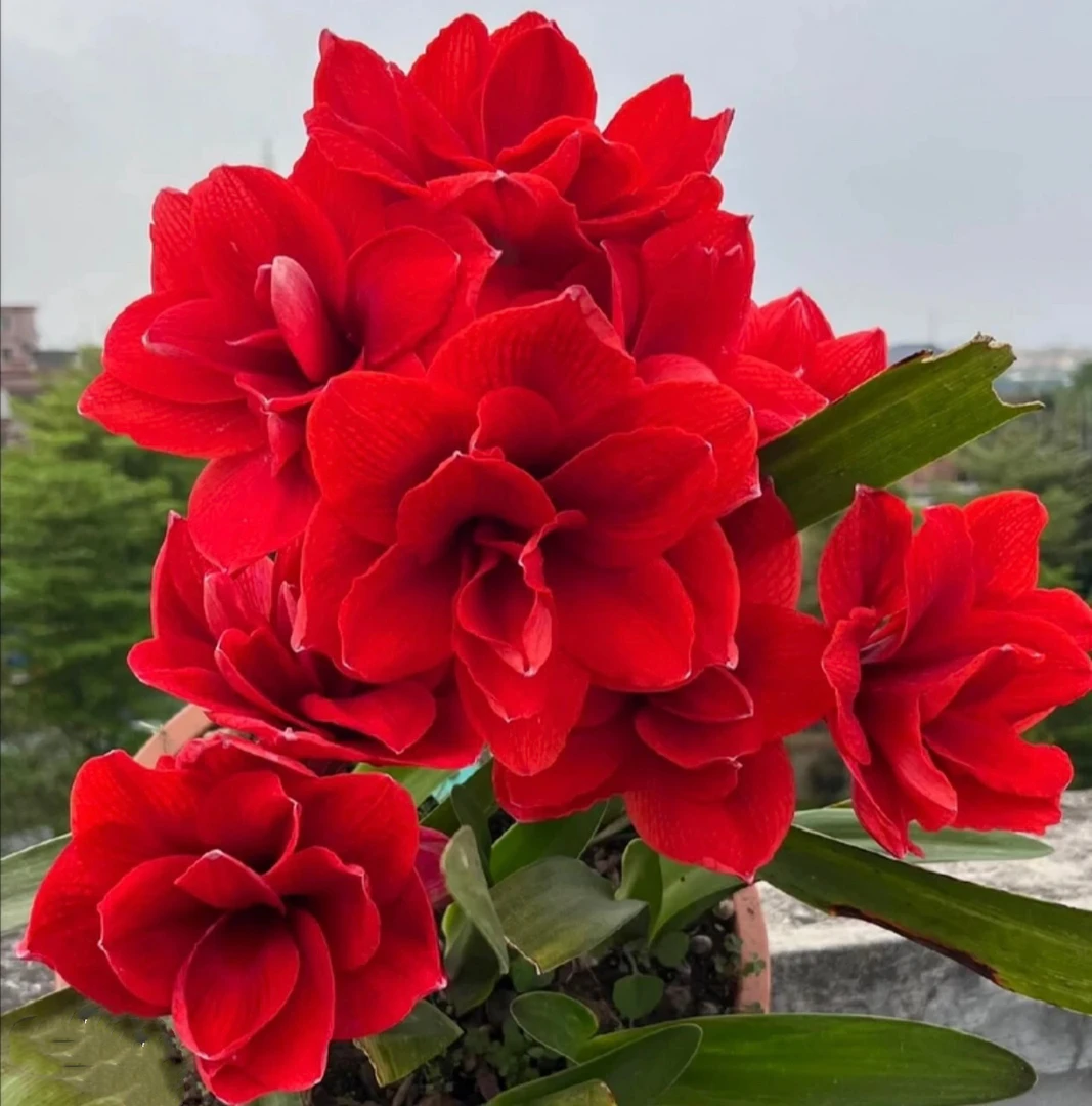 双龙）朱顶红种球4-5厘米【1颗】