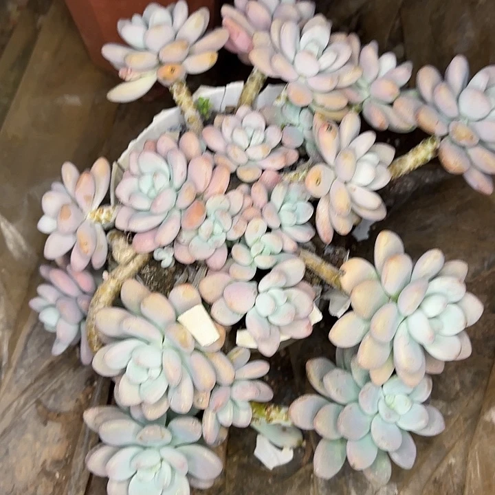 诗***方多肉植物一物一拍洛神432