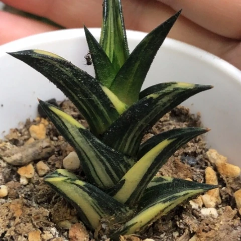 龙城锦带盆发货哈哈哈
