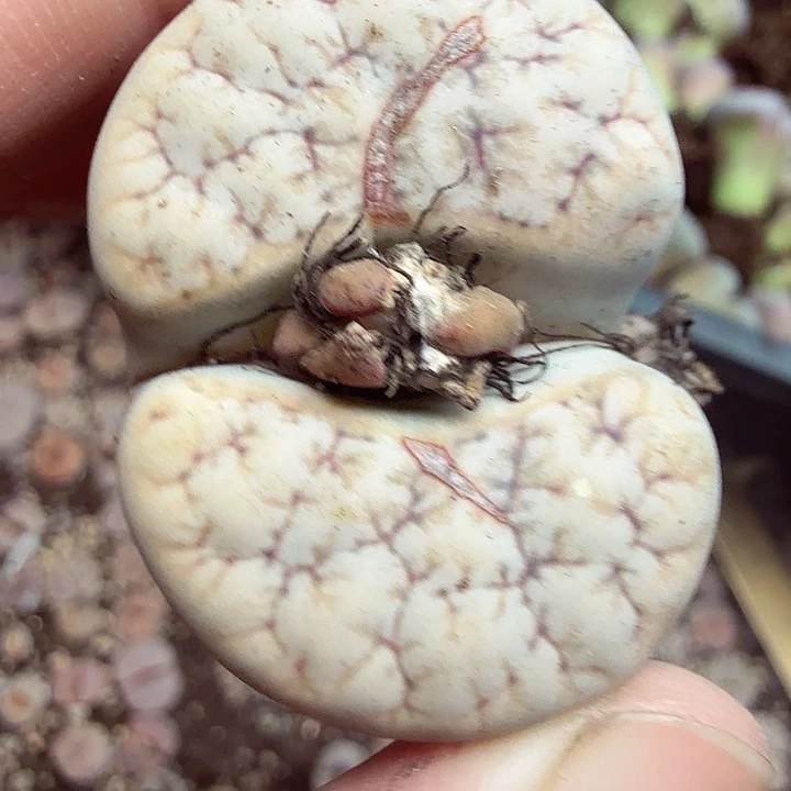 是因为她没有那么想过191