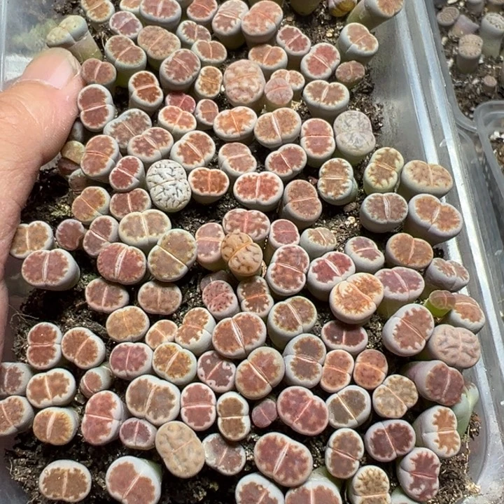 【闪购商品】 763。