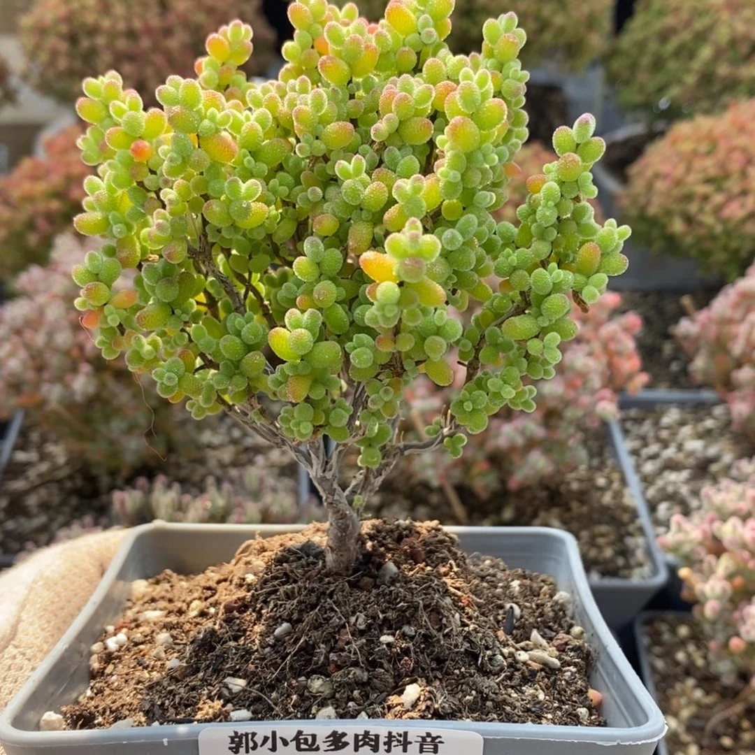 茹金橘糖球漏5385枝干