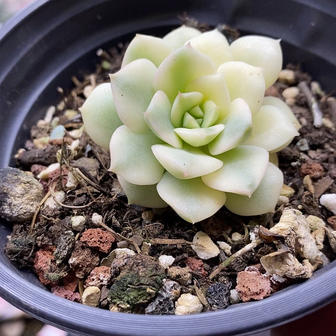 1372 妮可莎娜覆轮锦