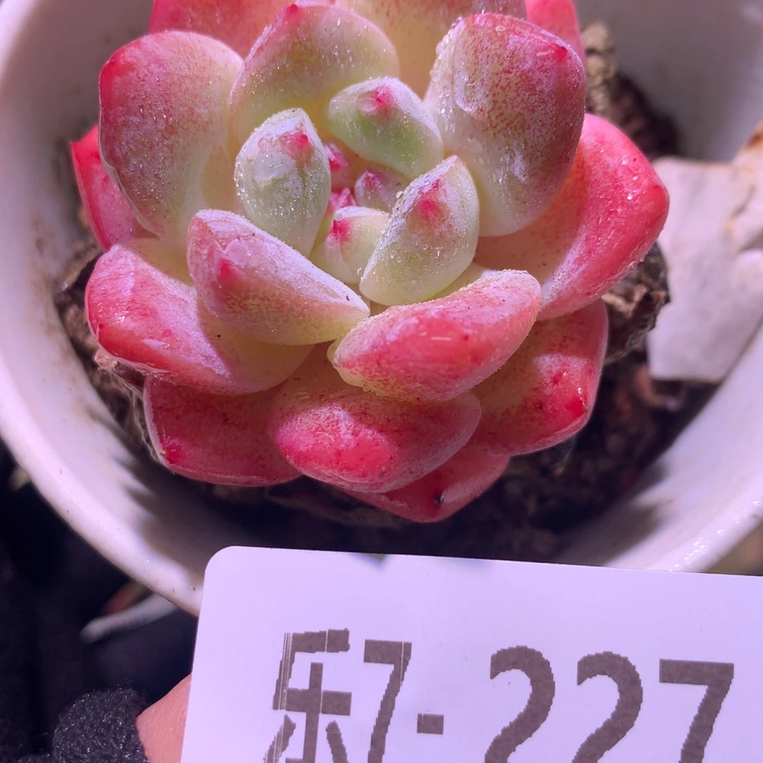乐然 7-227 刚毅单头