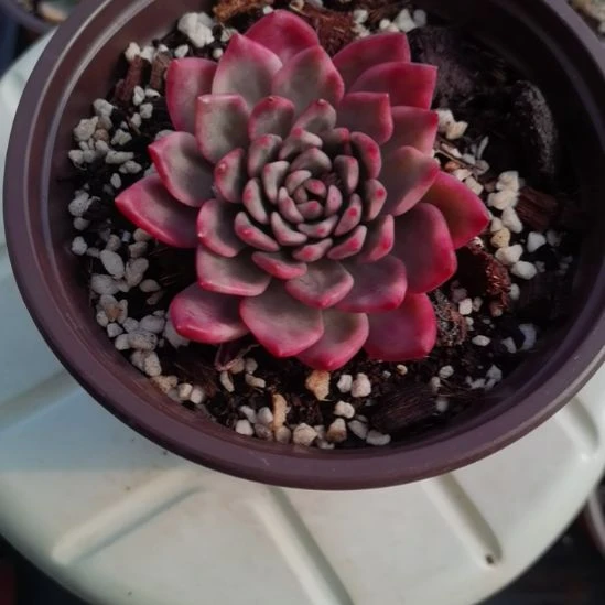 玫瑰橙白覆轮锦单头带根