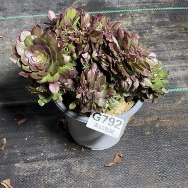 瑞妈一物一拍 792