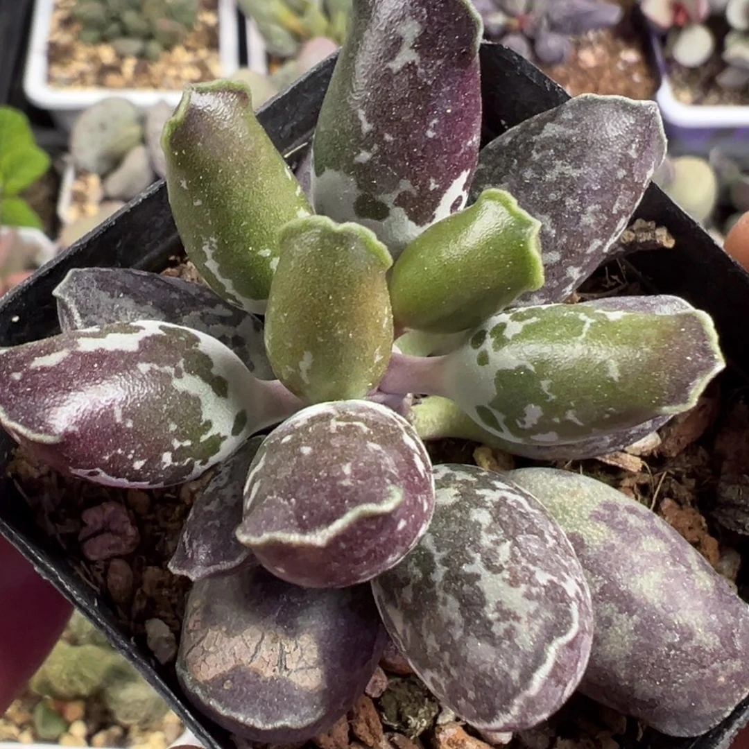 一半斑点海豹多肉植物水泡