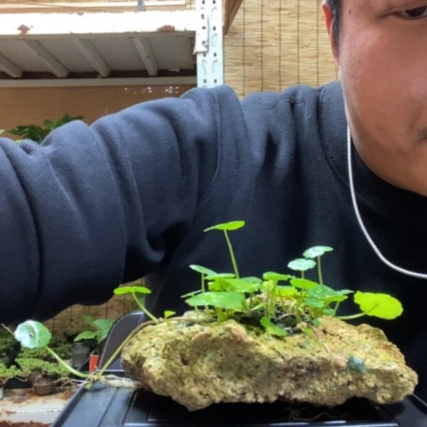 红陶大**Y一物一拍所见即所得141