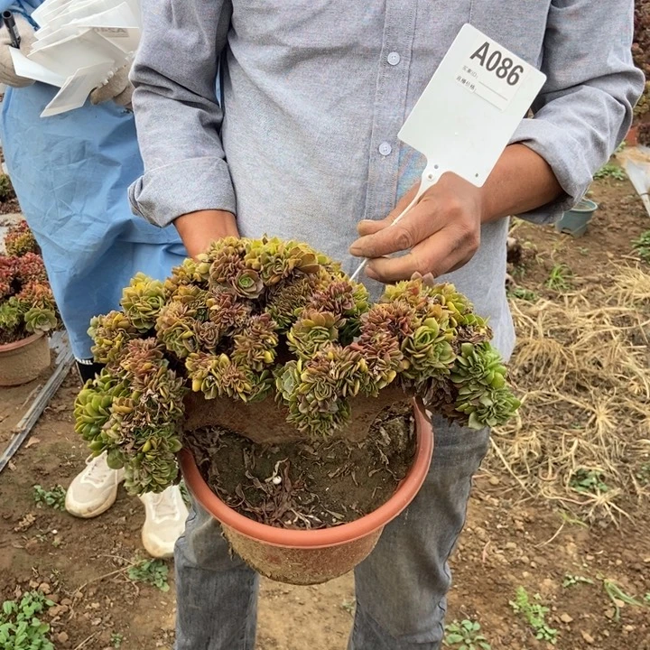光***狂086枚贵玫贵玫缀缀化