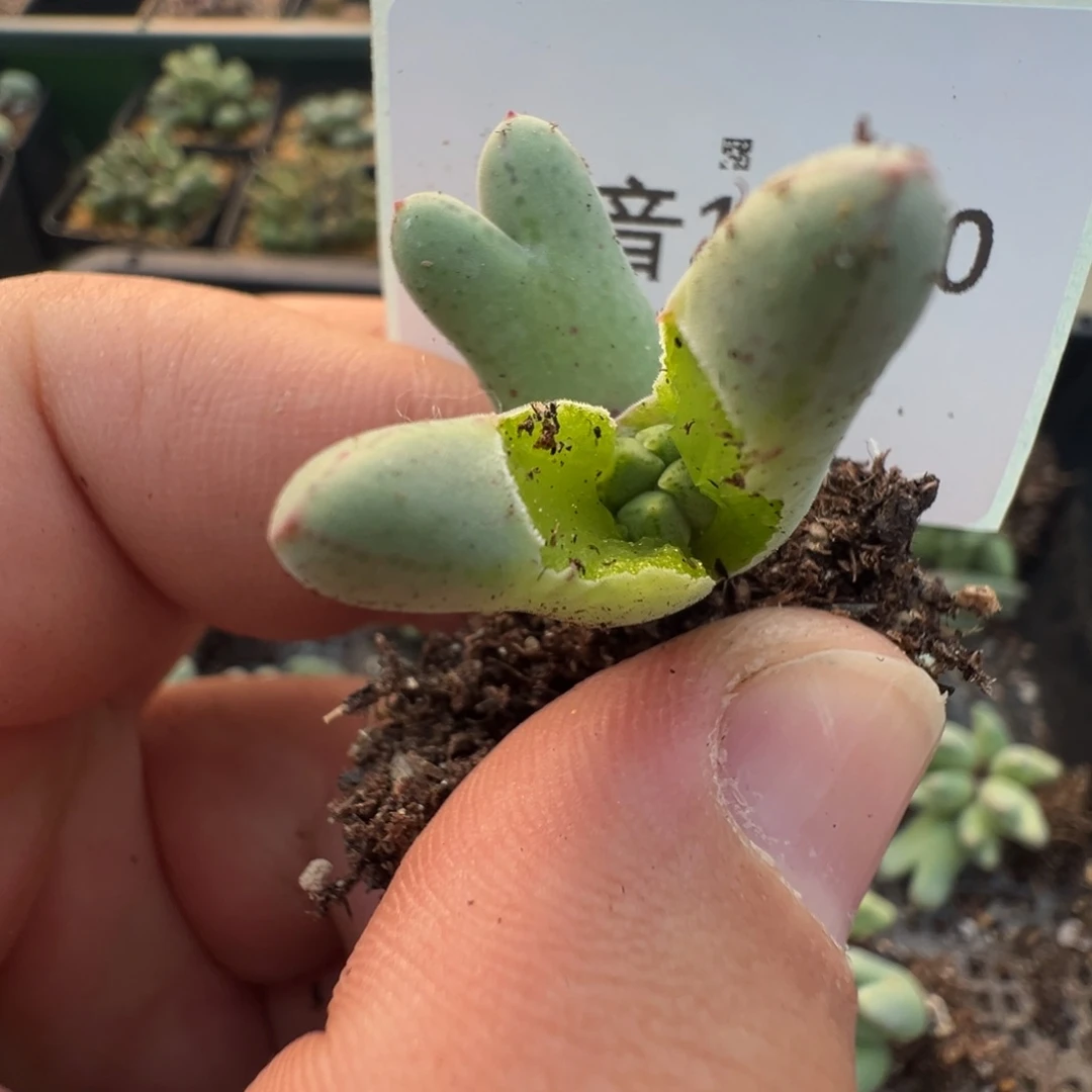 11-30肉锥多肉植物，