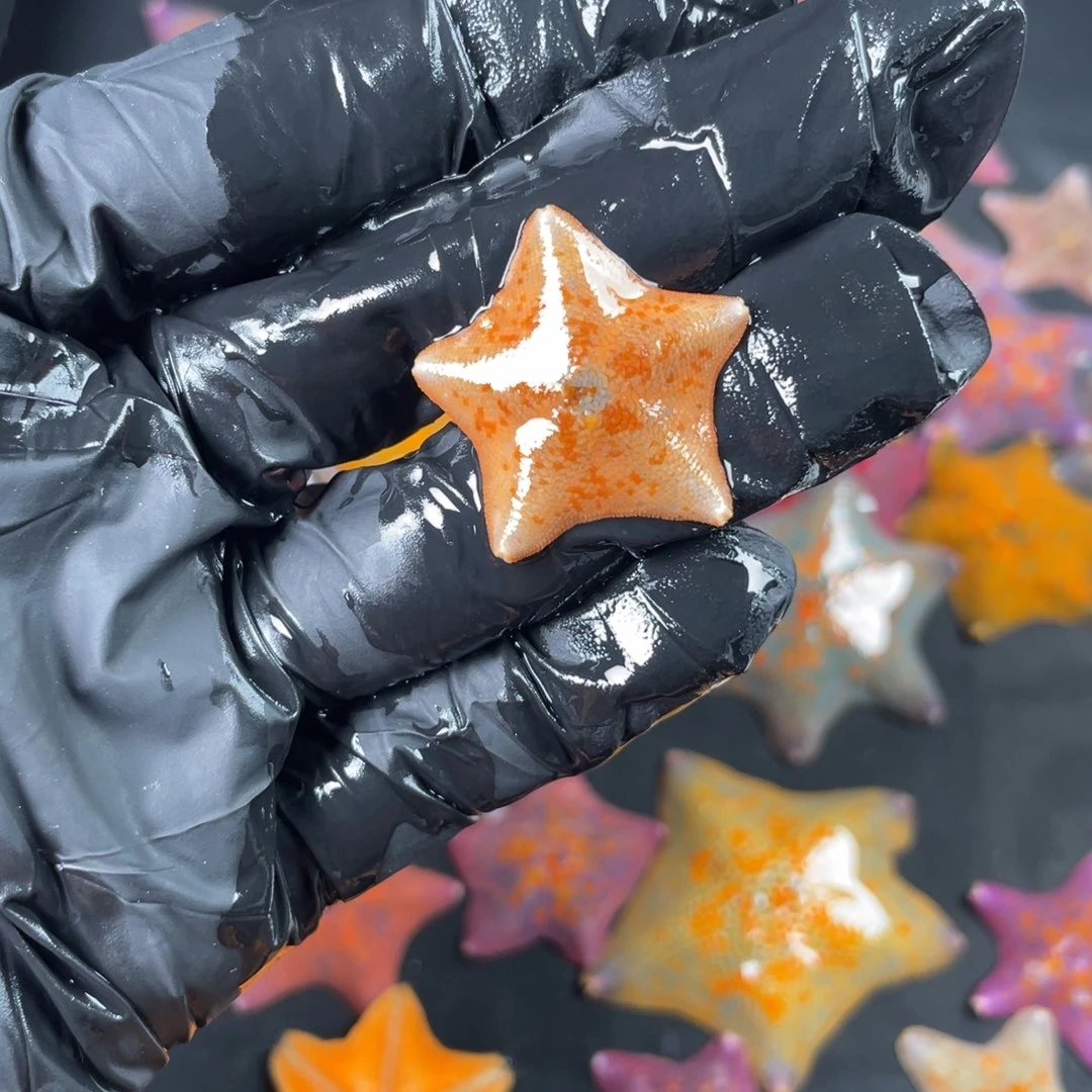 海水不分公母282