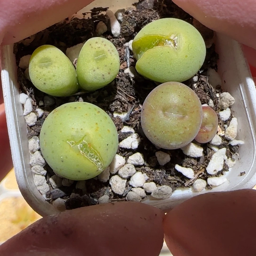 肉锥多肉植物百科-1539