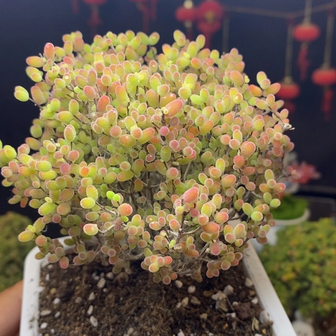 无花朵128号蜜橘糖球枝干