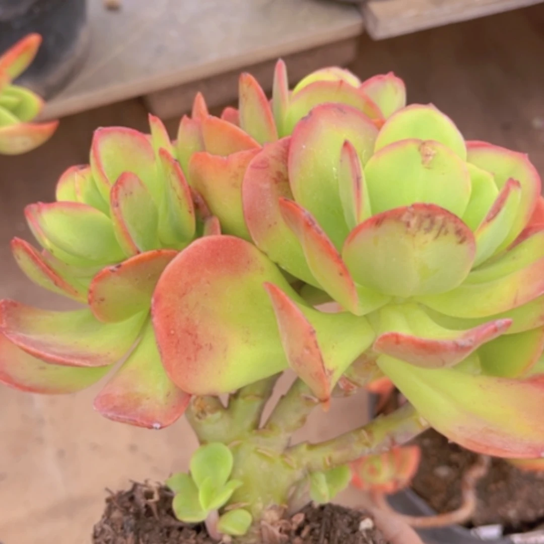 【闪购商品】红梅朵朵缀2030