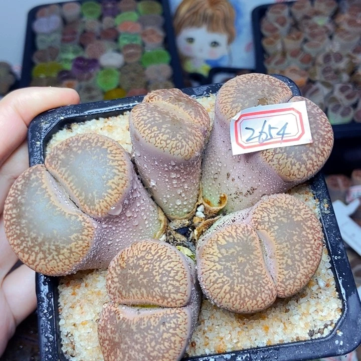 十**格樱桃爱妃们的美肉