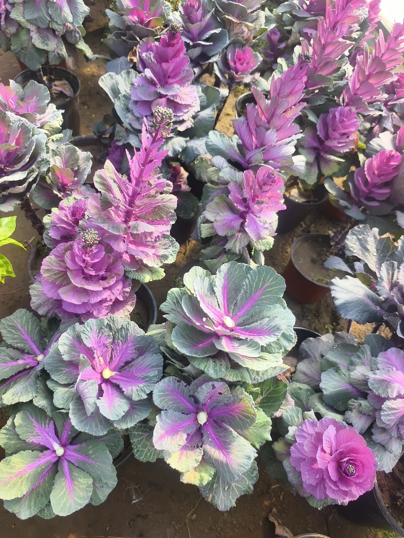 庭院阳台花卉羽衣甘蓝耐寒耐热盆栽易养