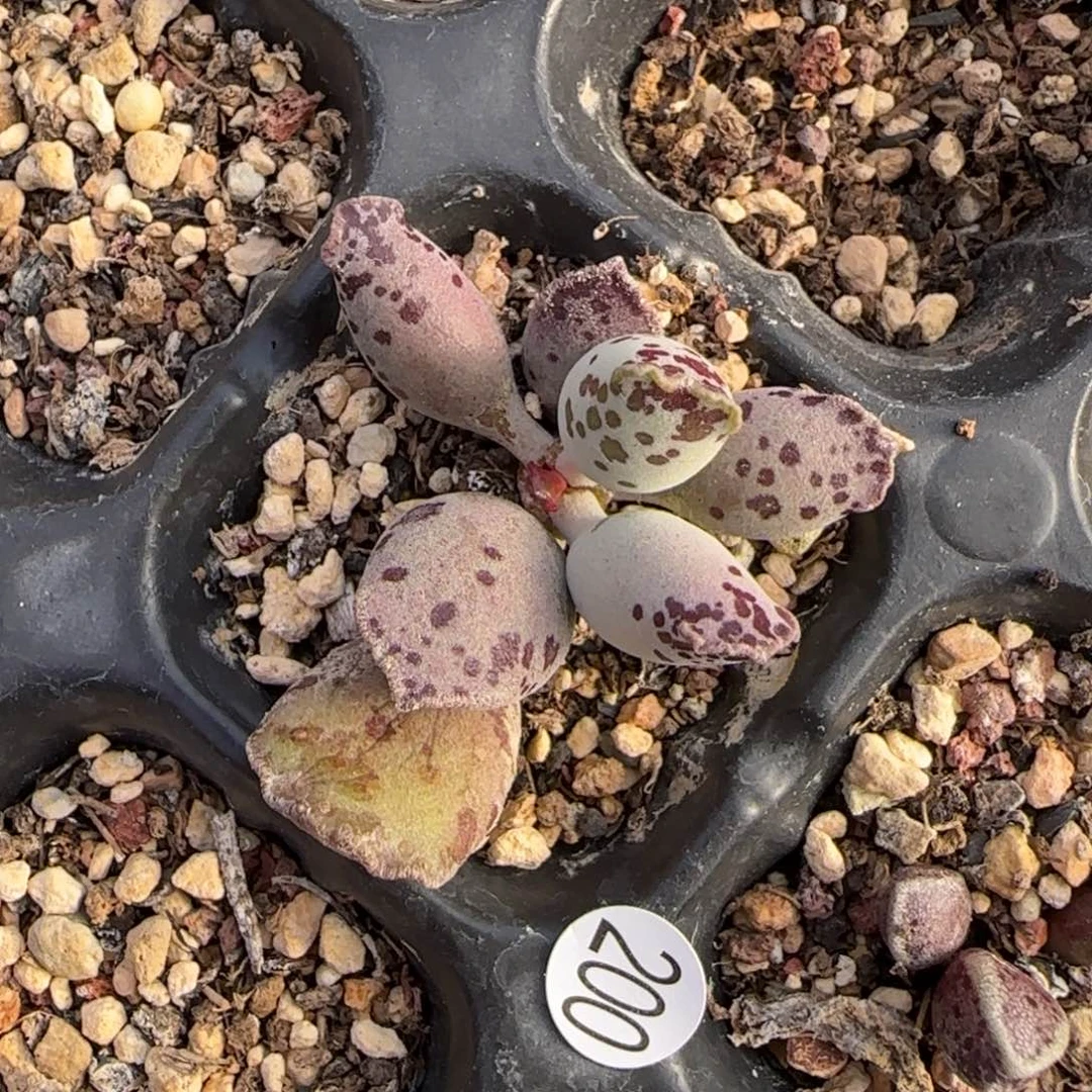 大*鱼粉体海豹水泡多肉植物200