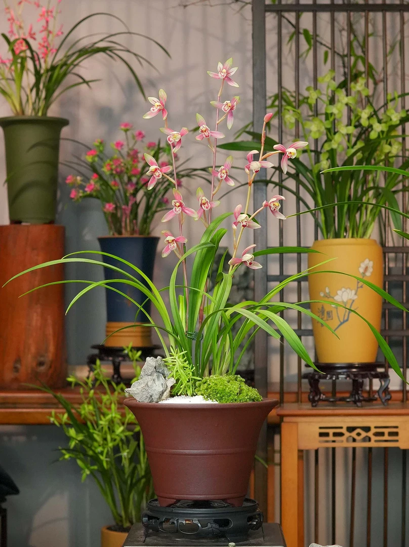 建兰铭品【大唐胭脂】带高端紫砂花盆幽香兰花室内好养易活