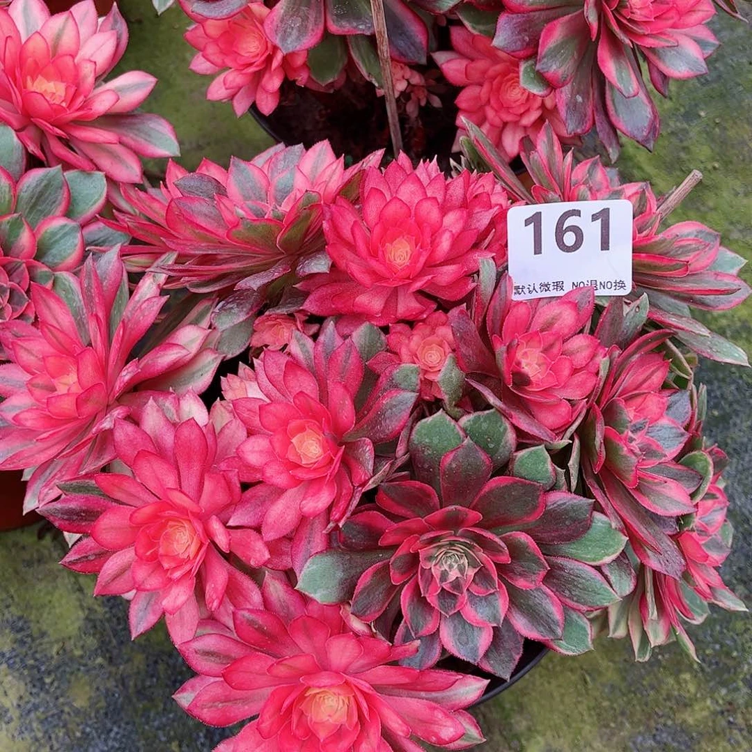 无花朵蕾*多肉植物黑魔161