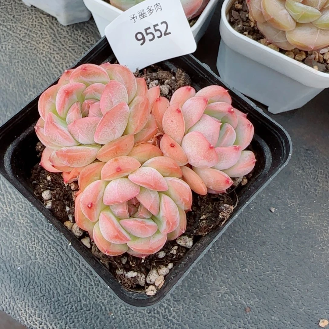 琴心，9552多肉植物
