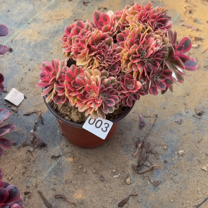 粉女巫缀多肉植物不包损003