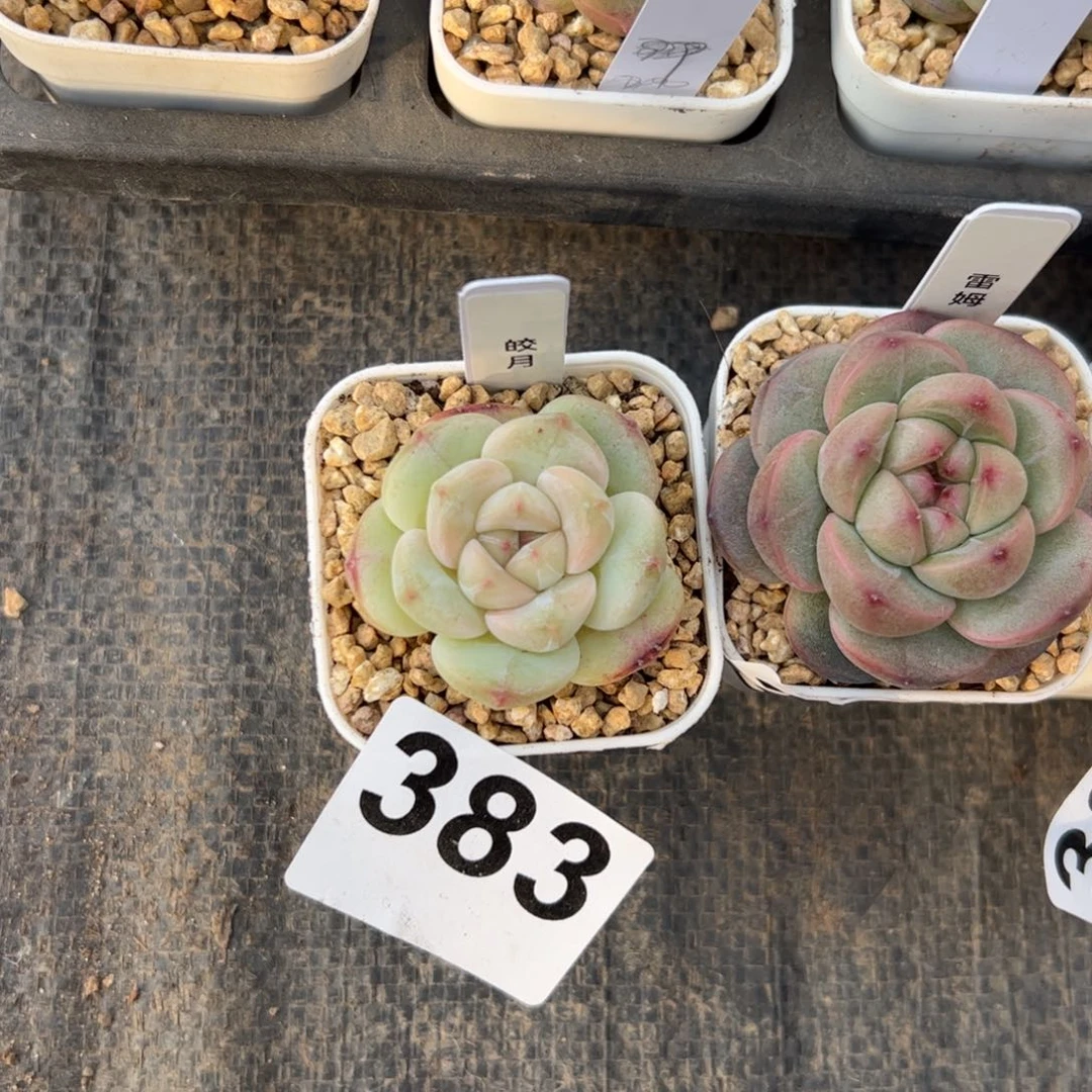 ?****?383 多肉植物组合