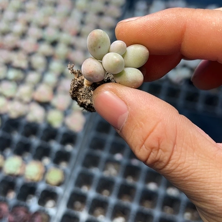 汤圆 满10颗包邮