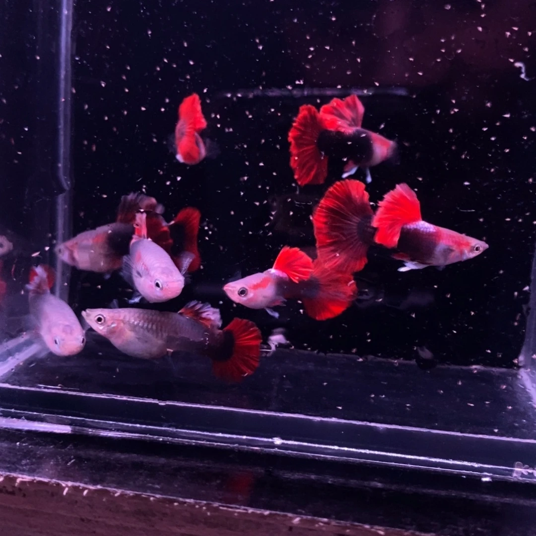 孔雀鱼菊花帆小压成