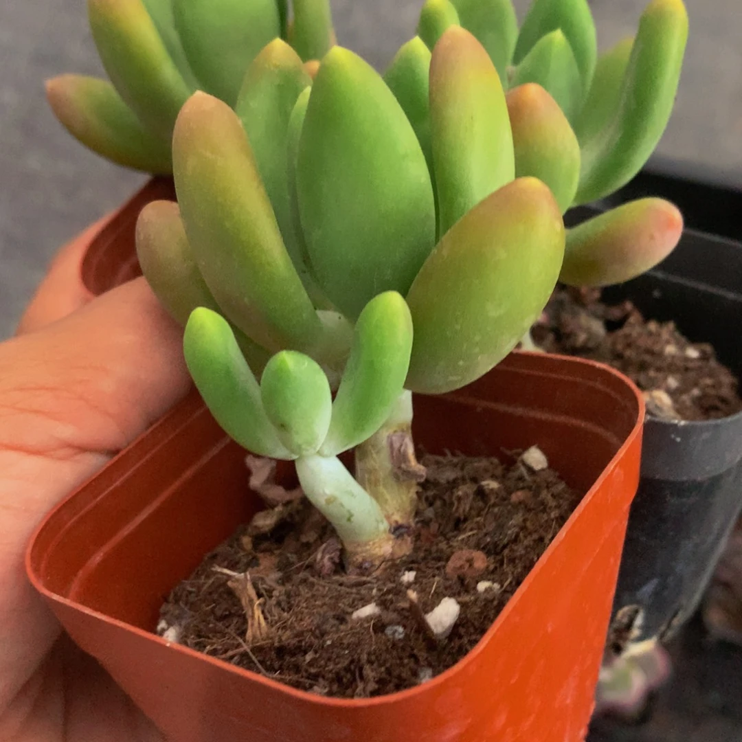 芒果奶 3颗  包邮 包邮