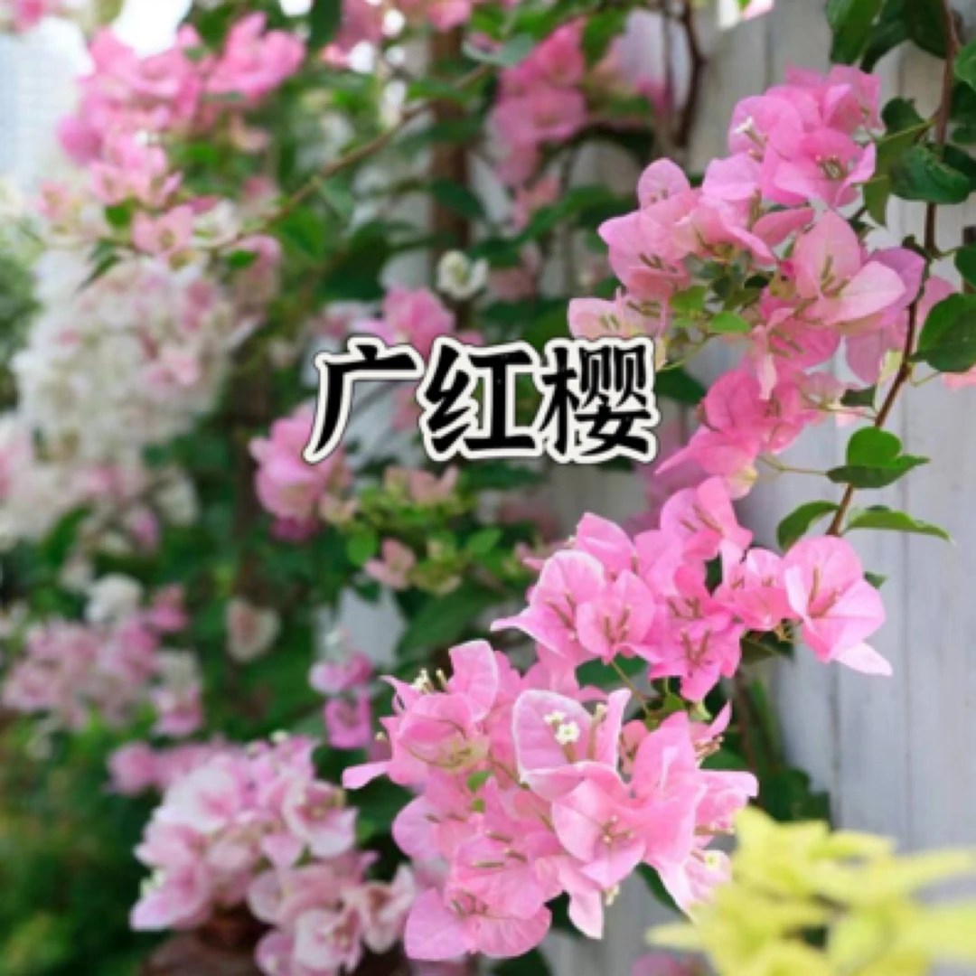 【广红樱1颗苗】三角梅四季开花勤花庭院阳台爬藤好养    品种基地。