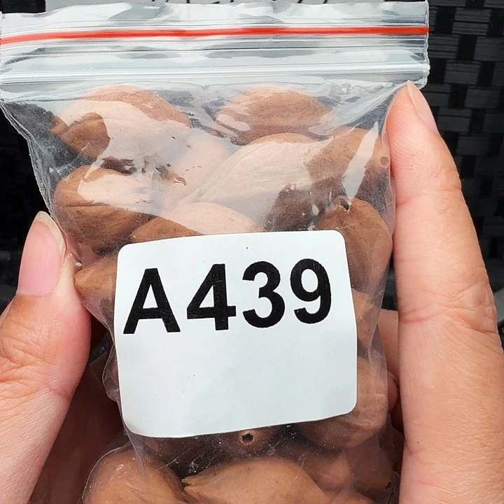 强***子橄榄核手串/手链橄榄