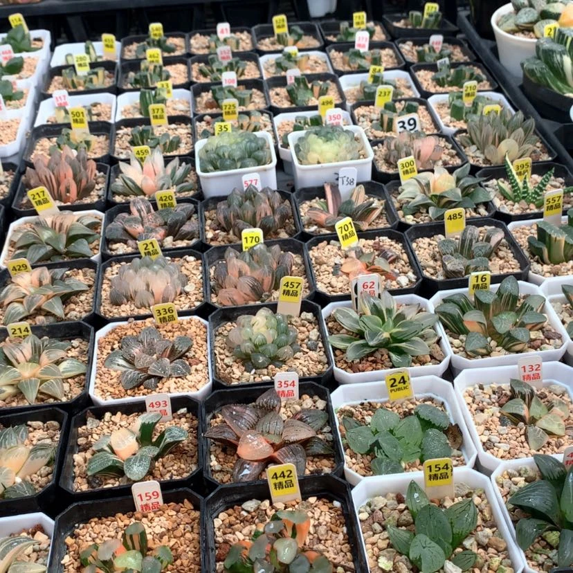 【闪购商品】?*俗868686