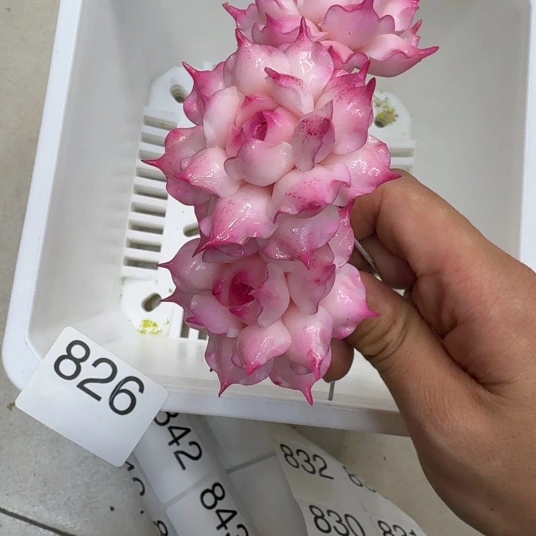 树脂826号哦哦哦哦哦哦哦