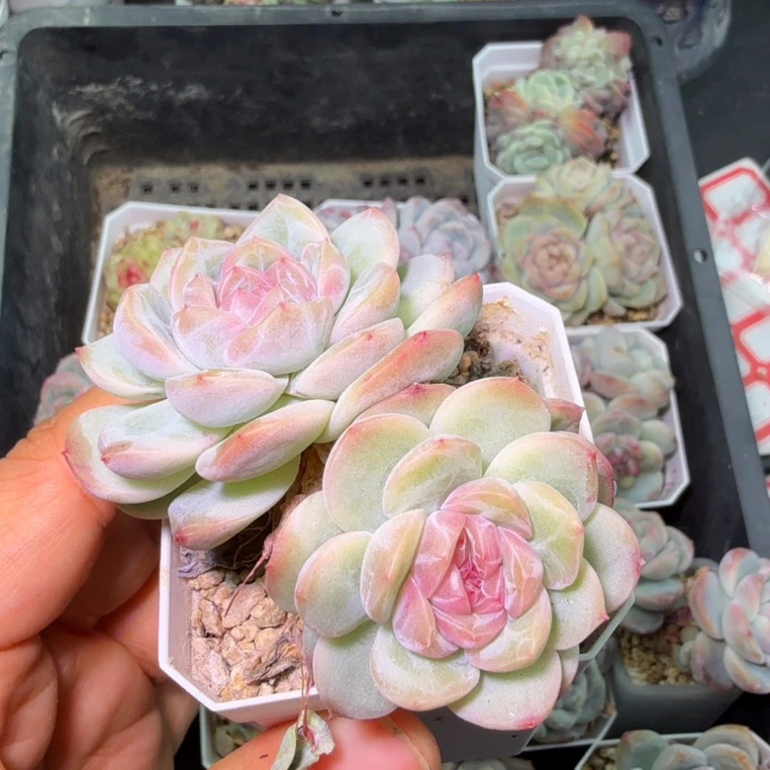 干冰双头开播福利