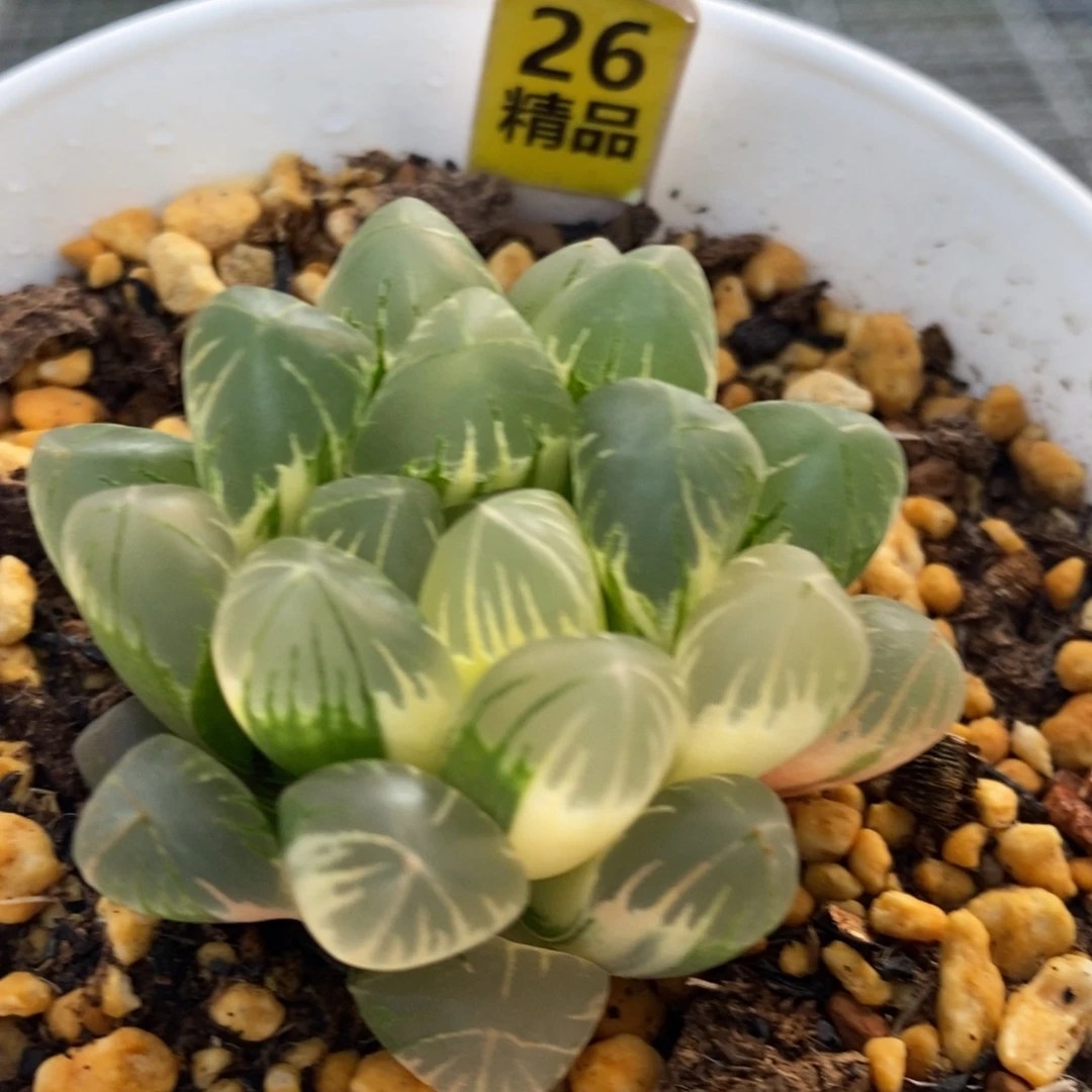 26号老川玉露锦多肉