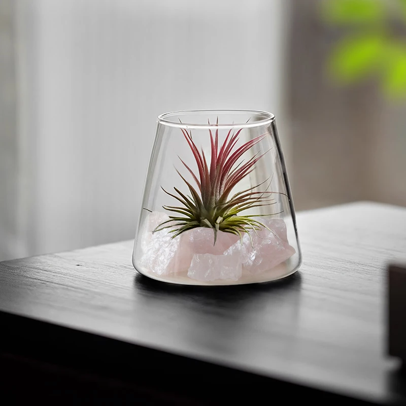 空气凤梨植物办公室内工位桌面小盆栽创意摆件无土绿植懒人好养活