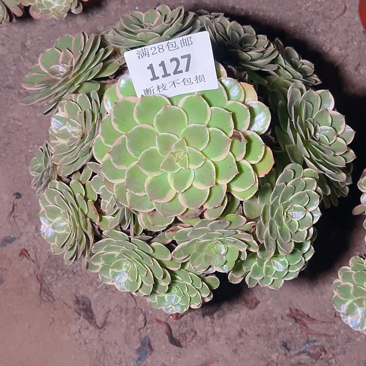 一***爱1127粉花妖多肉植物