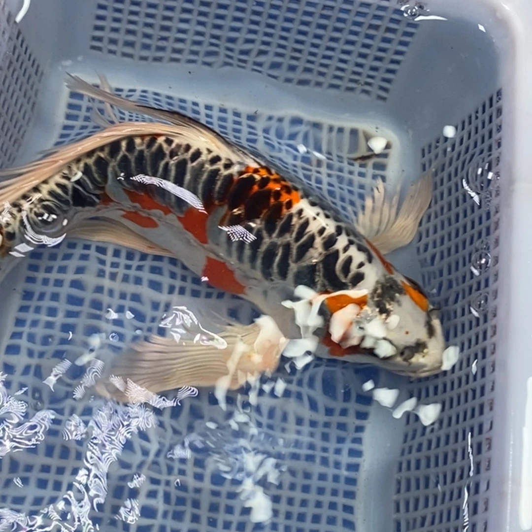 锦鲤冷水锦鲤包邮