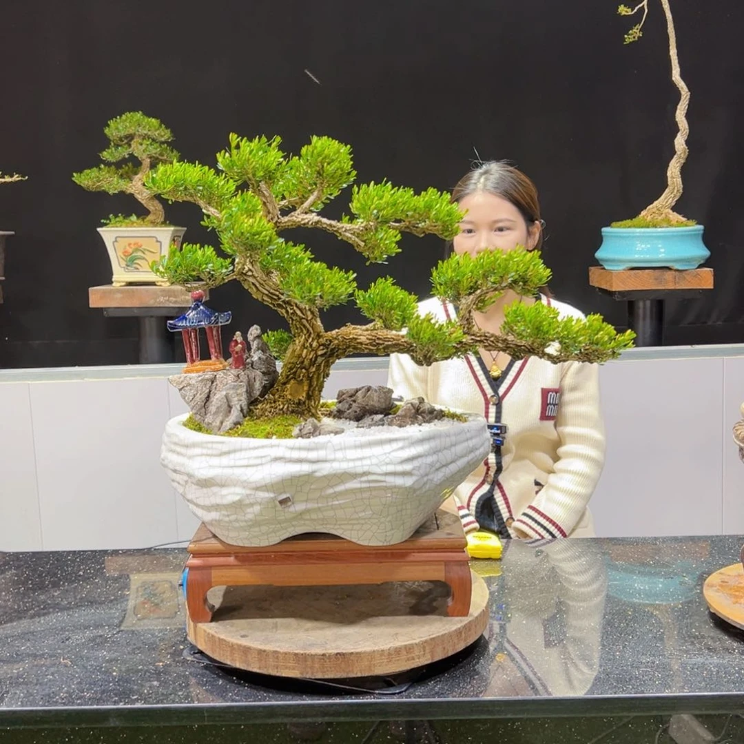 黄杨快*娃盆景老桩四季常青