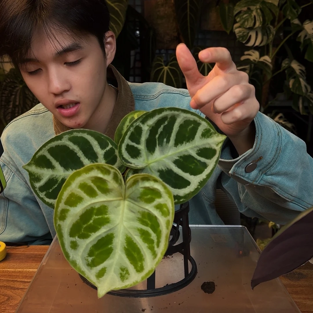 完全开放D114极致铜锣烧