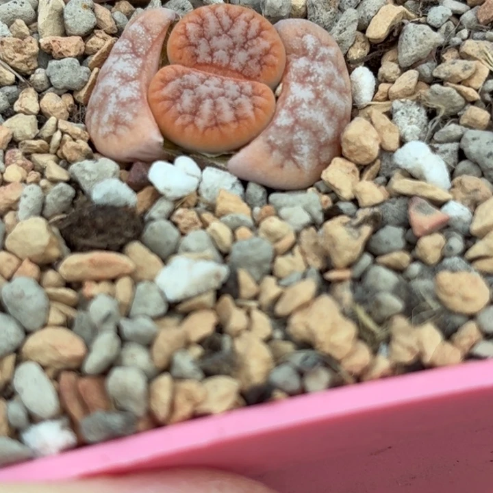 5264c373变异雪岚尺寸新头1.3