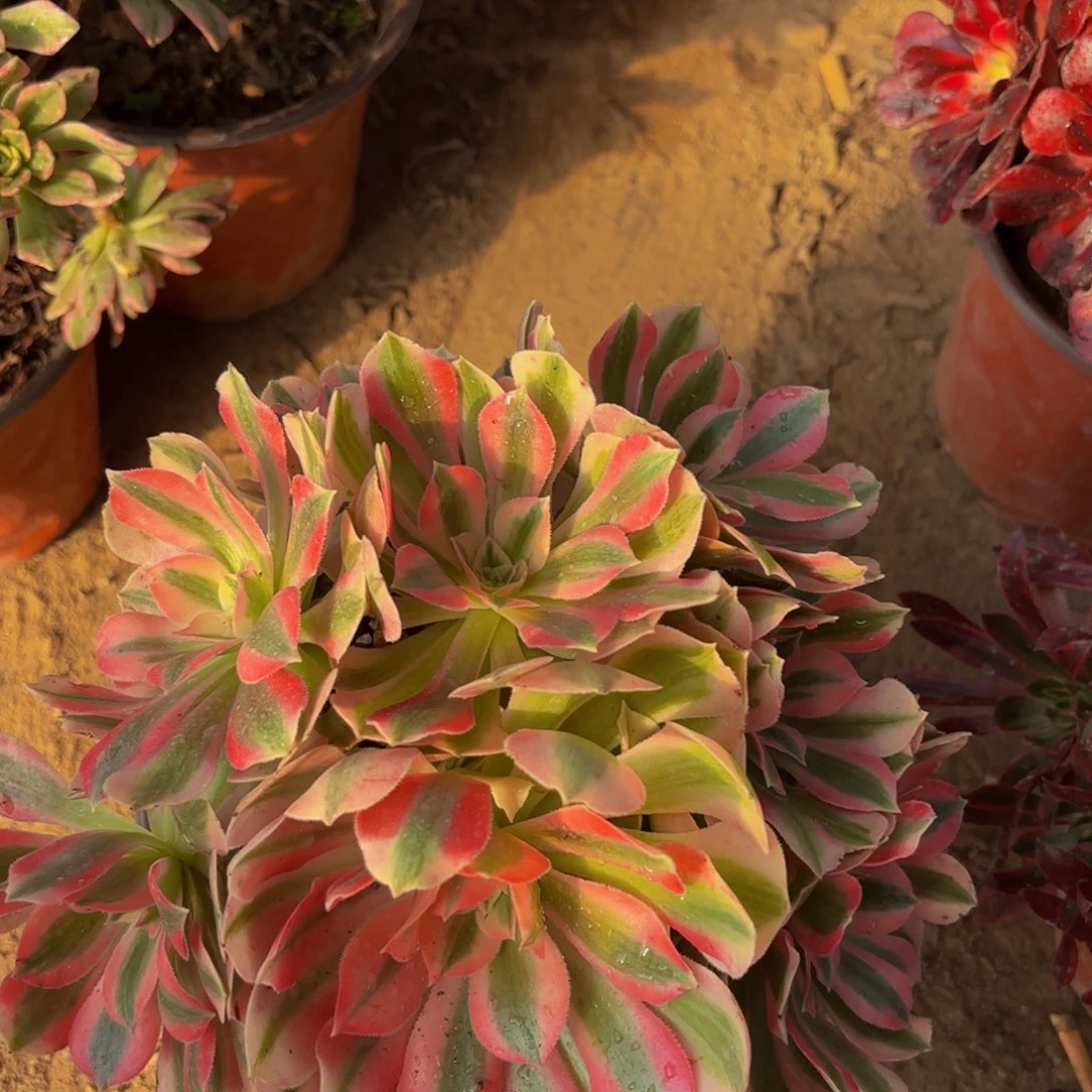 七彩女巫9.9木质老桩