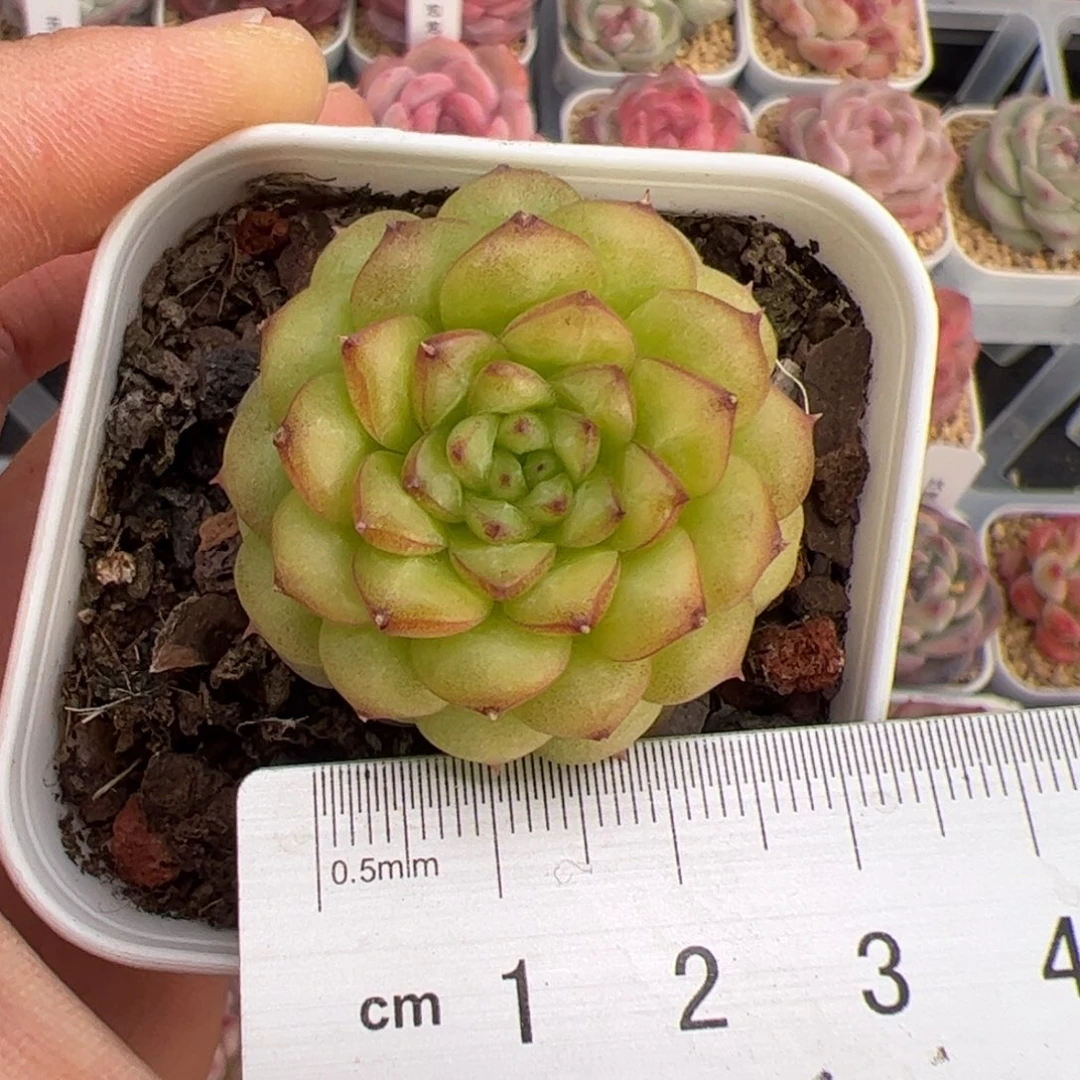 莫***_195 多肉植物组合盆栽