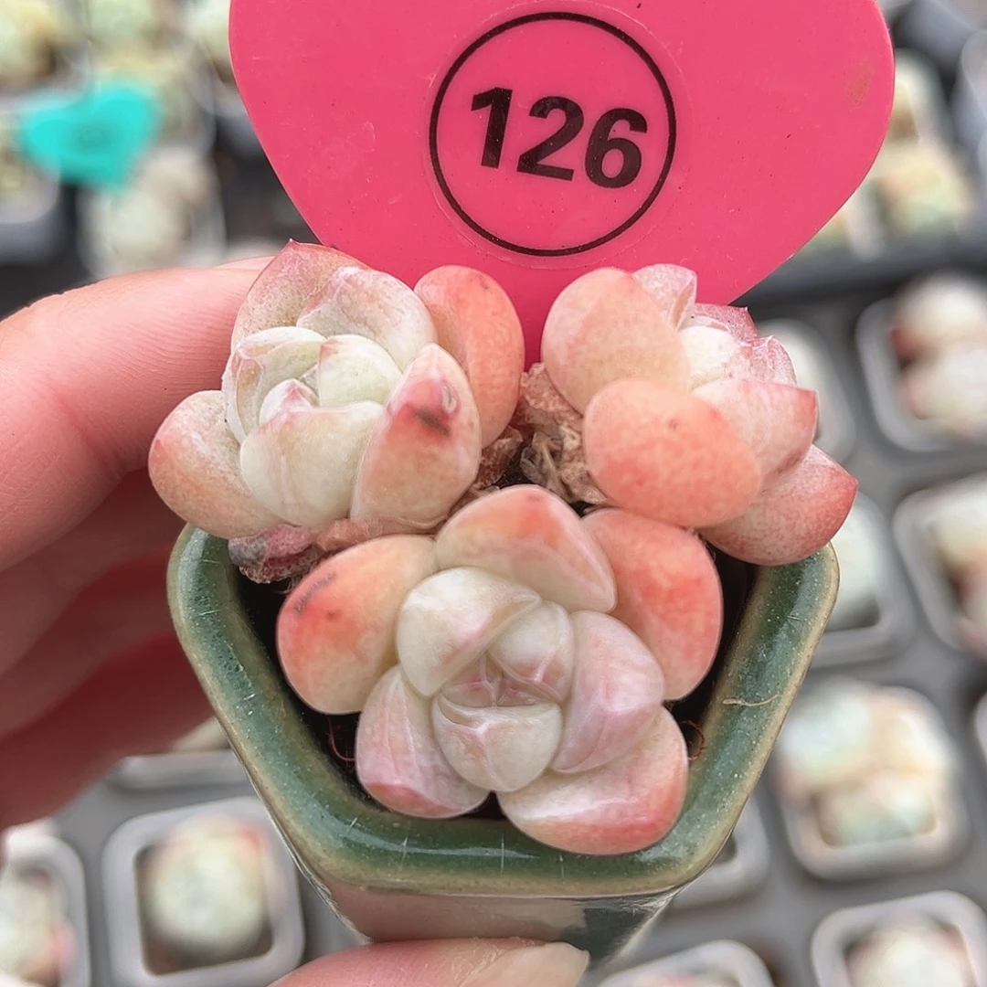 126号小老桩冰玉群