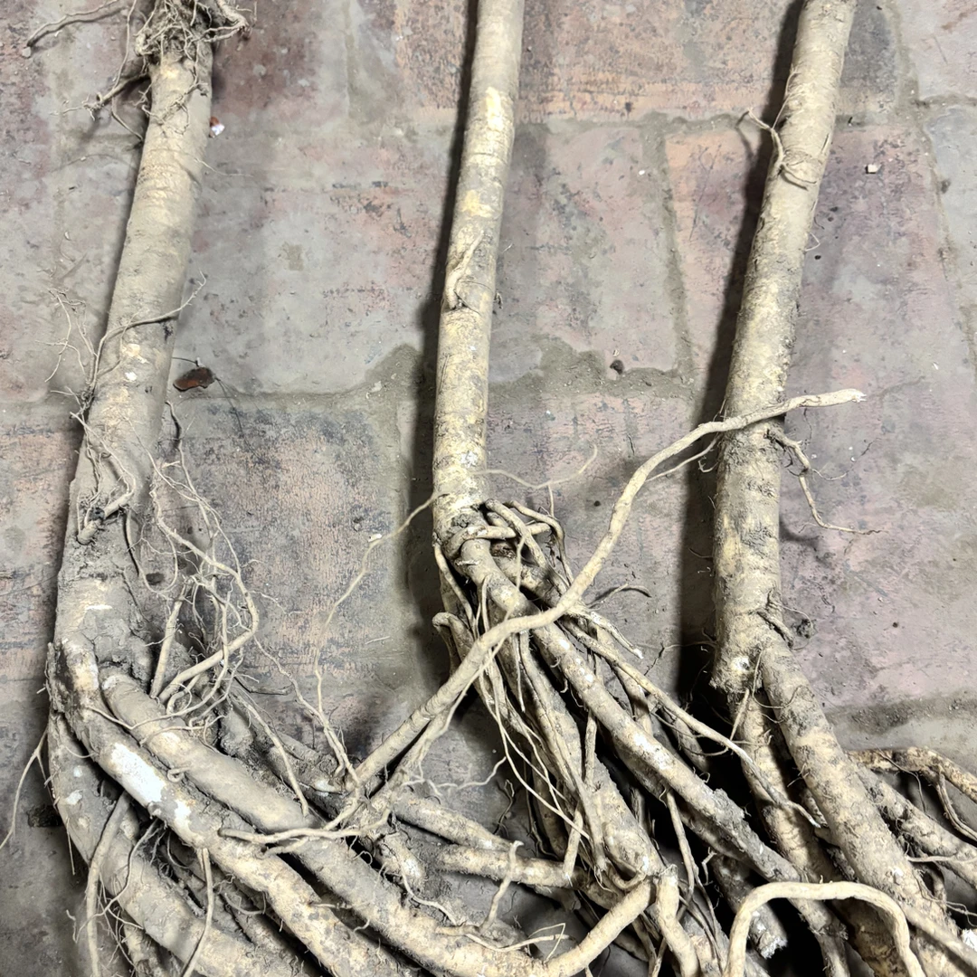 高原老黄芪整条新鲜包邮现拍现装