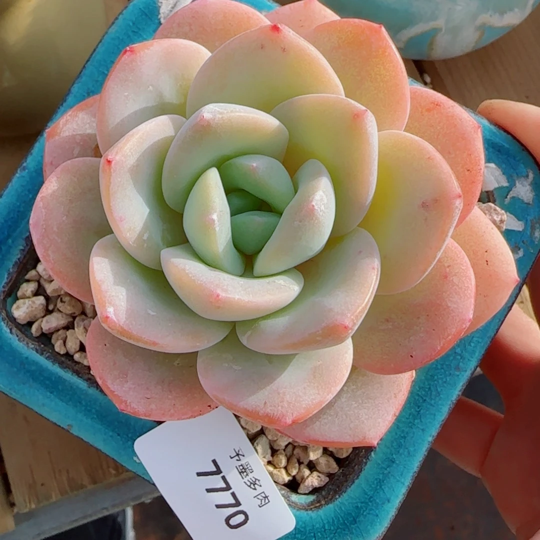 雪茶，7770多肉植物