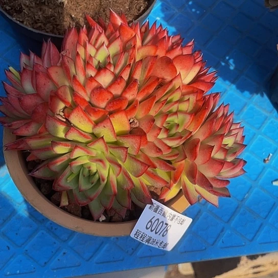 一****心女王60078多肉