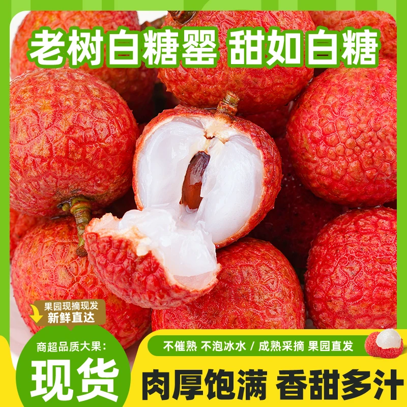 【次日达】广东高州白糖罂荔枝鲜果2.5斤/4.5斤新鲜水果果园直发