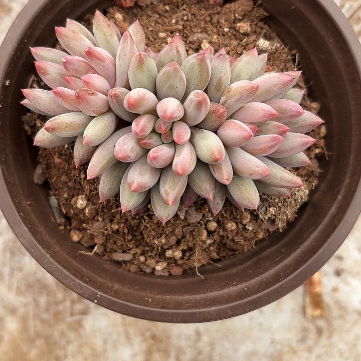 车厘子群生（拍满18发货、偏远地区不包邮）