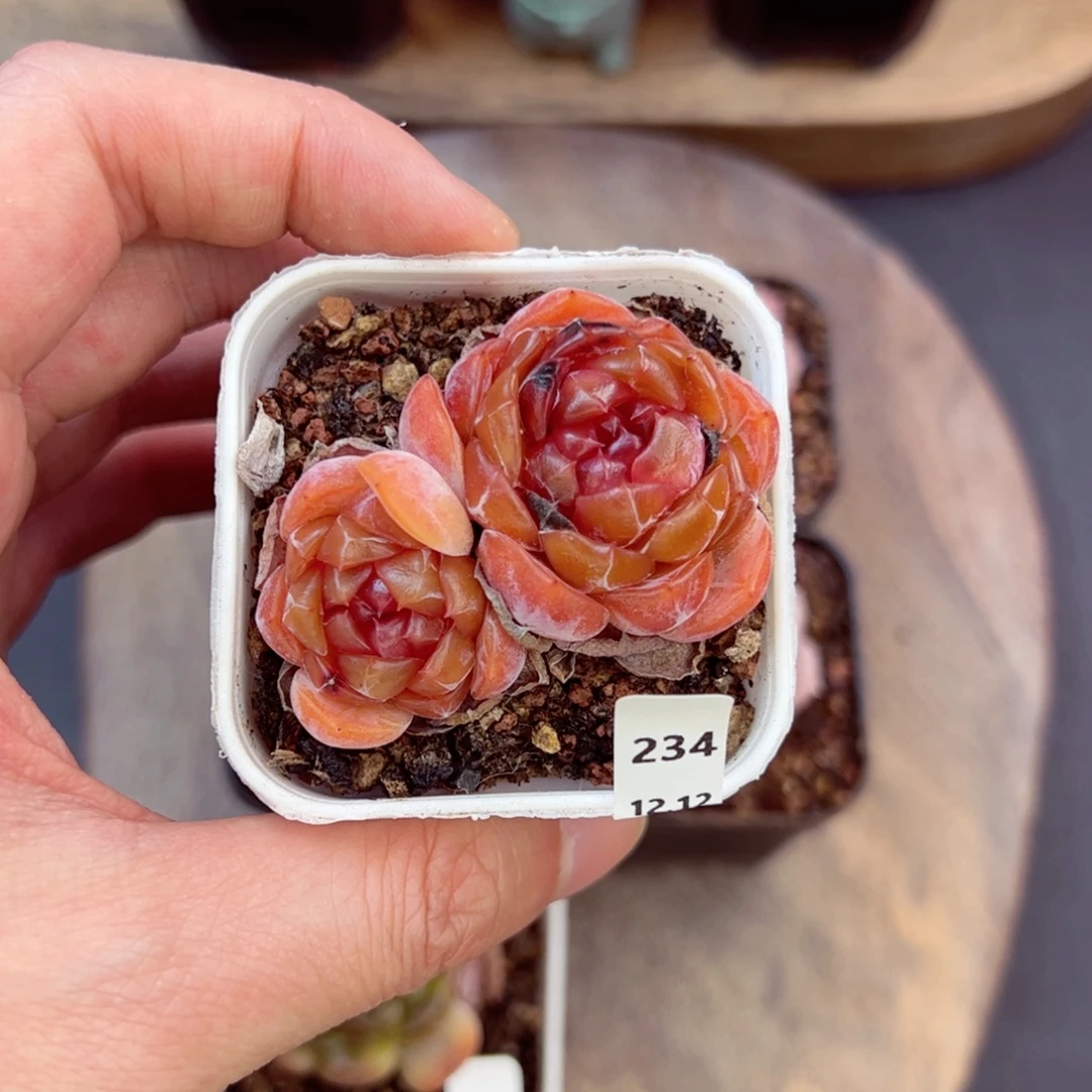 好好看234、哈哈哈哈